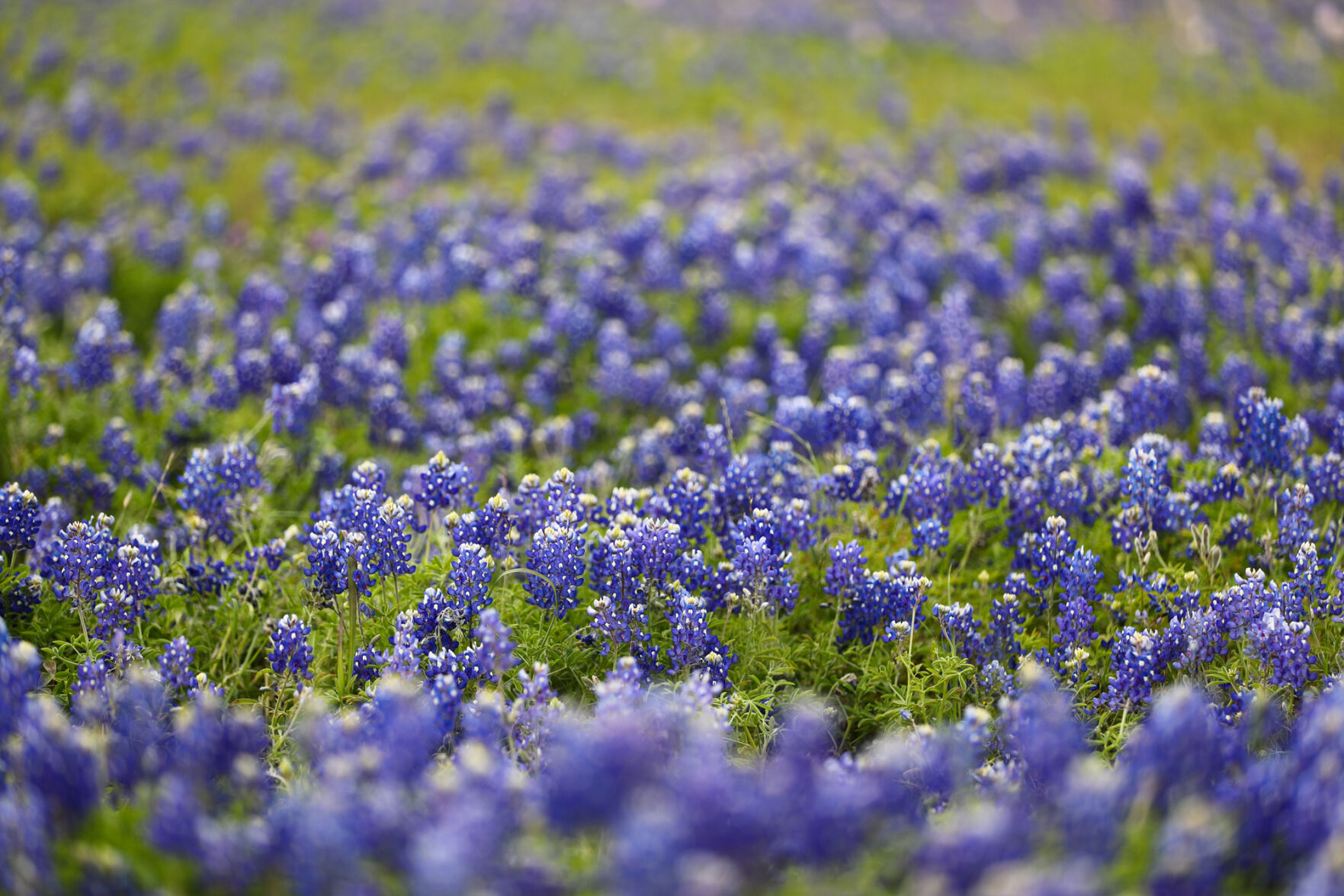 Brazos Valley Wildflowers